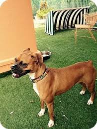 Poodles near lake dallas, texas. 15 Orphan Dogs Ready For Adoption Ideas Adoption Dogs East Lake