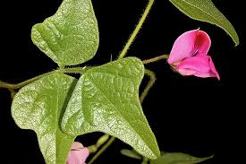 Image result for Dolichos trilobus