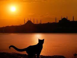 Oh Be Sana Gokdelensiz Bir Yerinden Bakabildim Ey Aziz Istanbul Katzen Welt