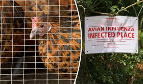 You can read the latest bird flu updates on gov.uk. Chickens Culled After H5n8 Bird Flu Is Detected On Uk Farm Nature News Express Co Uk