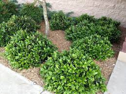 We received them promptly and safely, with superb protective packaging at my residence, and we planted within the. Ilex Cornuta Carissa Carissa Holly Dwarf Chinese Holly North Carolina Extension Gardener Plant Toolbox
