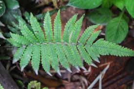 Image result for Pneumatopteris