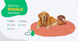 Please email if you think of others. Top 100 Most Popular Dog Names In 2020 Rover Com
