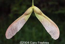 Considered invasive in some areas, tree of heaven is difficult to kill. Trees Of Wisconsin Acer Saccharinum Silver Maple