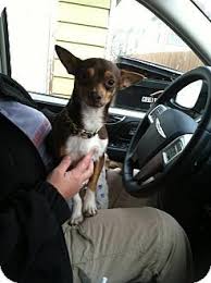 Hi rudy is a long hair chihuahua and he's in a fun contest and would love to hav. Chicago Il Chihuahua Meet Marco A Dog For Adoption Dog Adoption Cat Adoption Chihuahua