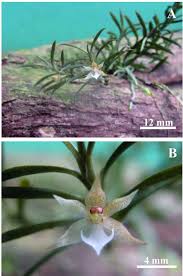 Image result for Disperis dicerochila