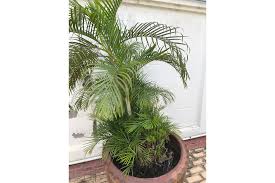 Image result for Dypsis