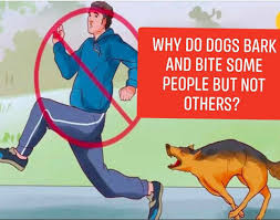 WHY DO DOGS OFTEN CHASE STRANGERS? There's always a reason! 1. Dogs bark  because they are experiencing something new💚 It may sound strange, but dogs  bark because they are encountering new experiences.