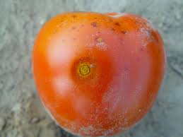 Preventative fungicides can also be used to control fungal diseases in the home garden. Preventing Anthracnose In Peppers And Tomatoes Ohio Veggie Disease News