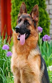 German Shepherd Chihuahua Mix Personality Info Behavior Profile Alman Coban Kopekleri Sevimli Kopek Yavrulari Ve Sevimli Kopekler