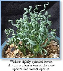 Image result for Albuca