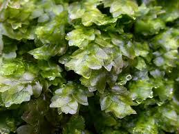 Image result for Strychnos lucens