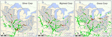 Kentucky Department Of Fish Wildlife Asian Carp Information