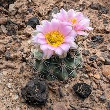 Image result for Sclerochiton coeruleus