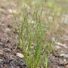 Image result for Juncus bufonius
