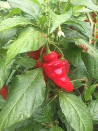 Image result for Capsicum annuum