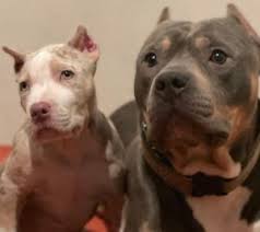 We did not find results for: 5 Best Pitbull Breeders In New York 2021 We Love Doodles