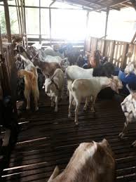 Ukuran kandang kambing yang dibutuhkan untuk usaha ternak kambing modern sangat efisien, karena tidak perlu terlalu besar. Panduan Cara Nak Ternak Kambing Cara Yang Betul Zikri Husaini