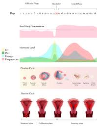 Ross says it might take one to three months to return to your normal cycle. Mount And Blade My Period Is 18 Days Late