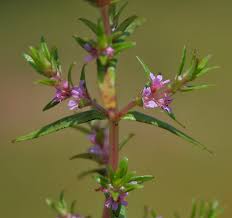 Image result for Rotala tenella