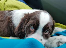 Good Breeder Rocky Mountain Springer Spaniels English Springer Spaniel Puppy Springer Spaniel Puppies Springer Spaniel