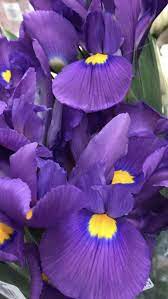 Iris Flower In 2020 Iris Flowers Flowers For Sale Purple Iris Flowers