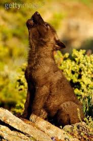What you think of him doesn't matter. 87 Wolf Ideen Krieger Zitate Wolf Hunde Weisheiten