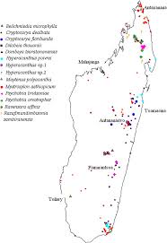 Image result for Hyperacanthus microphyllus