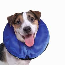 Does your dog need to wear a recovery cone? Diy E Collar For Dog Easy To Follow Guide Experts Advice