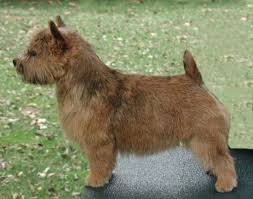 Years ago, when norwich ran abundant in my mother's home and on her property, they were quite a different looking dog. Norwich Terrier Breed Of Dog Britannica