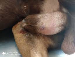 Image result for balanoposthitis