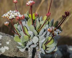 Image result for Kalanchoe lateritia
