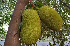 Fruits Et Legumes Commencant Par J