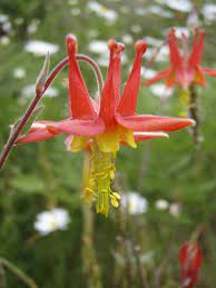 Maybe you would like to learn more about one of these? Dnr Announces Washington Rare Plants Virtual Plant Guide For Native Plant Appreciation Week Ear To The Ground With Dnr Commissioner Franz