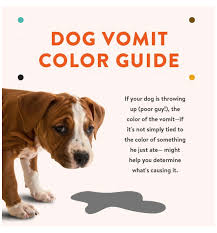 Pin By Love Wei Wei On Dog Food And Healthy Body Dog Photos In 2020 Dog Upset Stomach Dog Upset Stomach Remedies Sick Dog Remedies