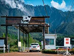 Largest farm at sabah, about 199 hectares and located at mesilau plateau,kundasang. Kinabalu Park With Rumah Terbalik Desa Cow Farm Amazing Borneo Tours Amazing Borneo Tours