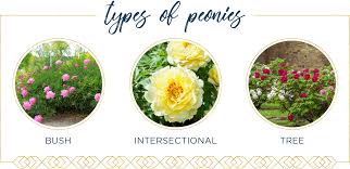 To tie two ropes together, even ropes of different sizes. Peony Care Guide How To Plant And Grow Peonies Ftd Com