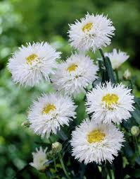We did not find results for: Shasta Daisy Leucanthemum X Superbum Chrysanthemum X Superbum Chrysanthemum Maximum Leucanthemum Lacustre X Maximum Plants Flowers 99roots Com