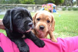 Why Isn T My Puppy The Same Colour As It S Parents Banksia Park Puppies