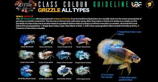 Class Color Guideline Grizzle Betta All Types Nice Betta Thailand Co Ltd In 2020 Betta Betta Fish Betta Fish Types