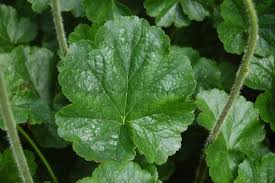 Image result for Heuchera cylindrica Greenfinch