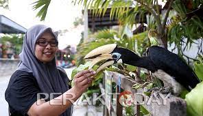 #gunung karang adalah sebuah gunung berapi kerucut yang terletak di kabupaten :#pandeglang, #banten, #indonesia.eksperilunem > tiket wisata > harga tiket masuk the jungle terbaru 2021. Enggang Jinak Tarikan Di Teluk Nipah