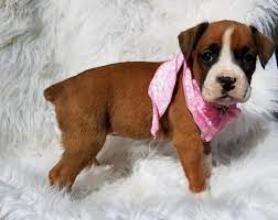 Pennysaver Quality Akc Reg Red White Boxer Puppies For Sale In Kings California Usa