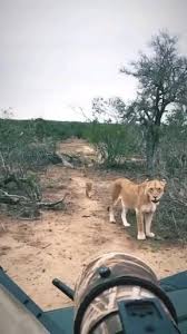 pin by rozenbottel on cats video in 2021 cute animals cute baby animals animals wild