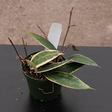 Image result for Carvalhoa macrophylla