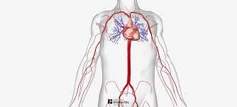 Make flashcards/notecards for your textbooks with this free edtech tool. Arteries Of The Body Picture Anatomy Definition More