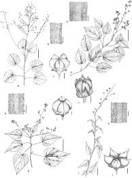 Image result for Wissadula