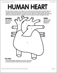 Heart pic was neat, but mostly for aesthetic value. Heart Anatomy Coloring Worksheet Template Library