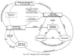 Nitrogen Cycle With Diagram Ecology