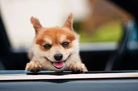 شوف صور جديده صوره كلب كيوت Happy Animals Smiling Animals Cute Animals
